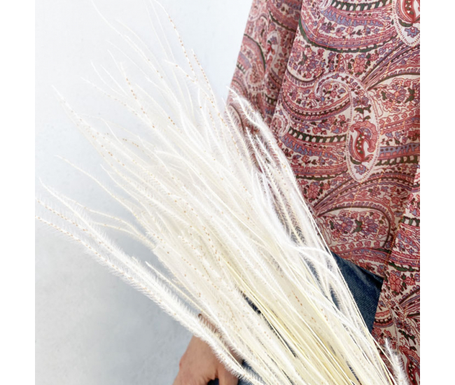Le plumeau blanc - végétal séché original et tendance pour vos décors