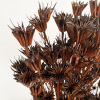 Nigelle orientale séchée marron (env 100gr.)