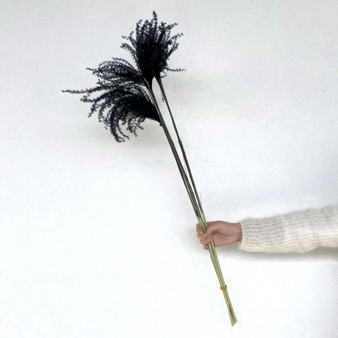 Pampa mini noire (5 tiges) - Fleur séchée tendance