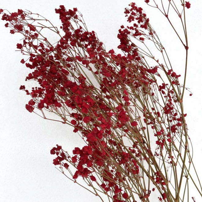 Gypsophile stabilisé rouge - Fleur stabilisée tendance