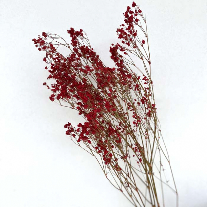 Gypsophile stabilisé rouge - Fleur stabilisée tendance