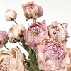 Pivoine séchée rose (10 tiges)