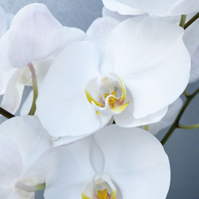Orchidée Phalaenopsis (25 fleurons)