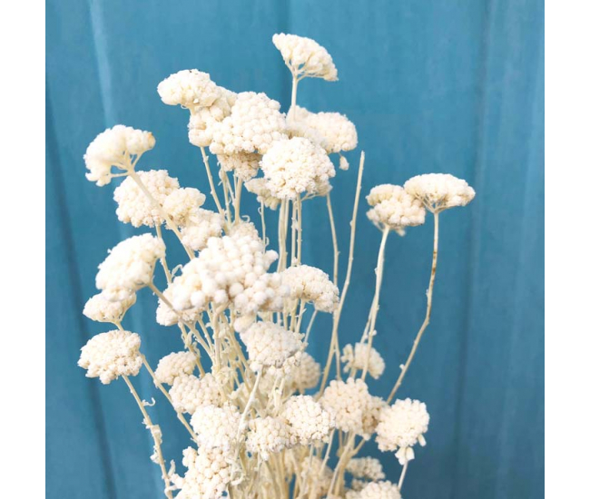 Achillée séchée blanche - Fleur séchée tendance