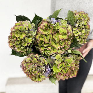 Hortensia automnal (5 tiges)