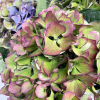 Hortensia automnal (5 tiges)
