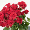 Rose branchue rouge (10 tiges)