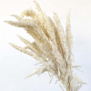 Amaranthe stabilisée blanche (env 170gr.)