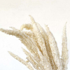 Amaranthe stabilisée blanche (env 170gr.)
