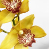 Orchidée Cymbidium Jaune (grande branche)