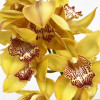 Orchidée Cymbidium Jaune (grande branche)