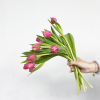 Tulipe rose (10 tiges)