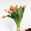 Tulipe orange (10 tiges)