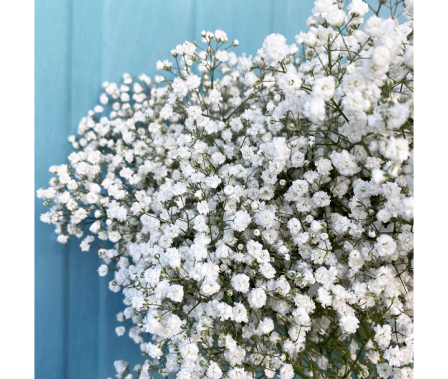 Gypsophile Perfecta (25 tiges) - Petite fleur blanche ramifiée