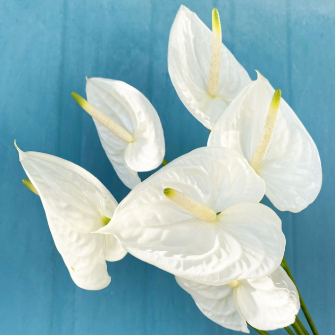 Anthurium blanc (6 tiges)