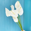 Anthurium blanc (6 tiges)