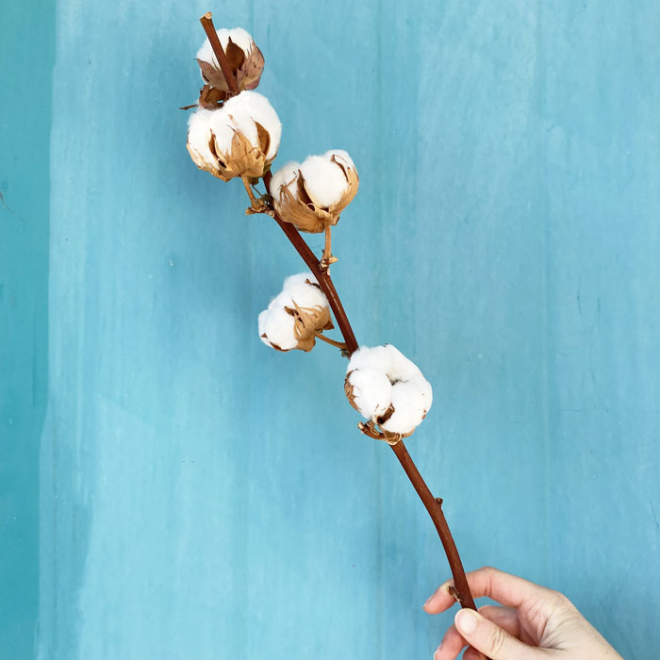 Branche de fleur de coton naturelle de 5 boules - France Fleurs