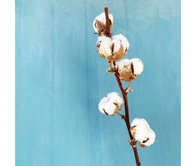 Branche de fleur de coton naturelle de 5 boules - France Fleurs