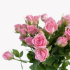 Rose branchue rose (10 tiges)