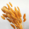 Lagurus séché abricot (env 100gr.)