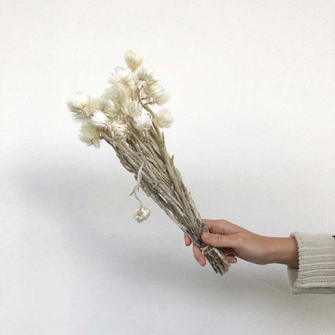 Hélichrysum vestitum séché - Fleur séchée blanche - France Fleurs