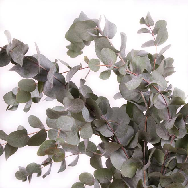 Eucalyptus cinerea (env 300 gr.)
