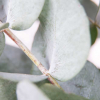 Eucalyptus cinerea (env 200 gr.)