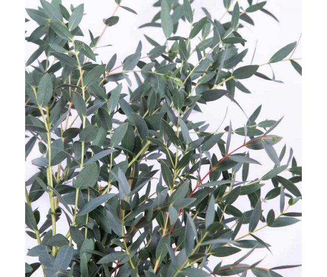 Les fines feuilles de l'eucalyptus parvifolia varois, effet garanti.