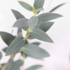 Eucalyptus parvifolia (env 300 gr.)