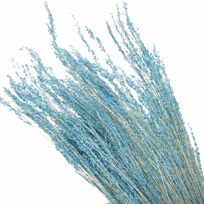 Stargrass séché bleu ciel (env 80gr.)