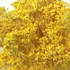 Broom bloom séché jaune fluo (env 100gr.)