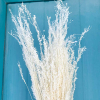 Stargrass séché blanc (env 80gr.)