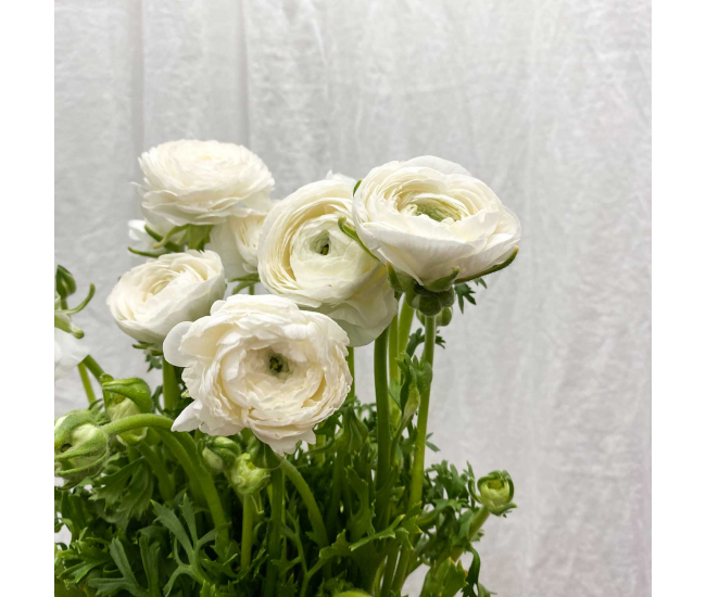 Renoncule blanche (10 tiges) - Fleur fraîche coupée