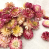 Têtes d'hélichrysum séché rose clair (env 50gr.)