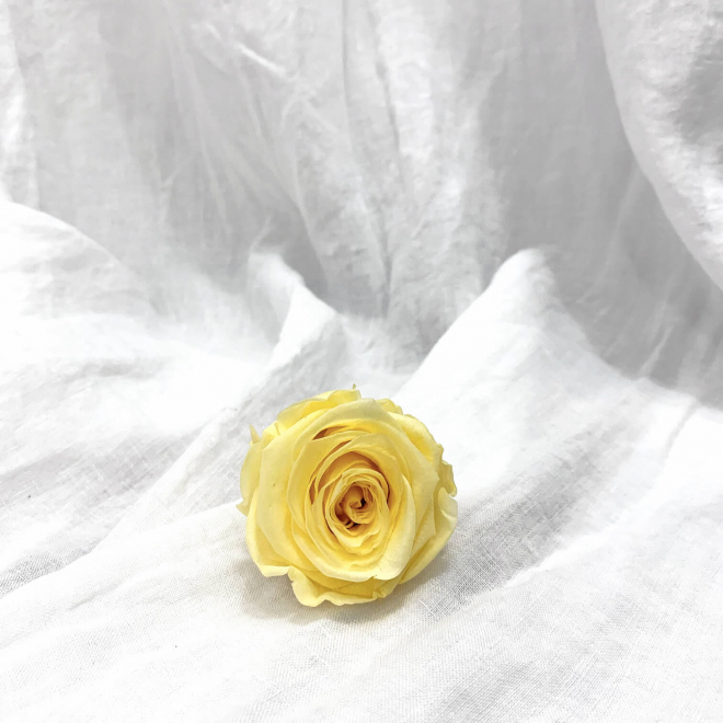 6 roses éternelles jaune clair