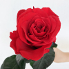 Rose éternelle rouge (unitige)