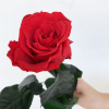 Rose éternelle rouge (unitige)