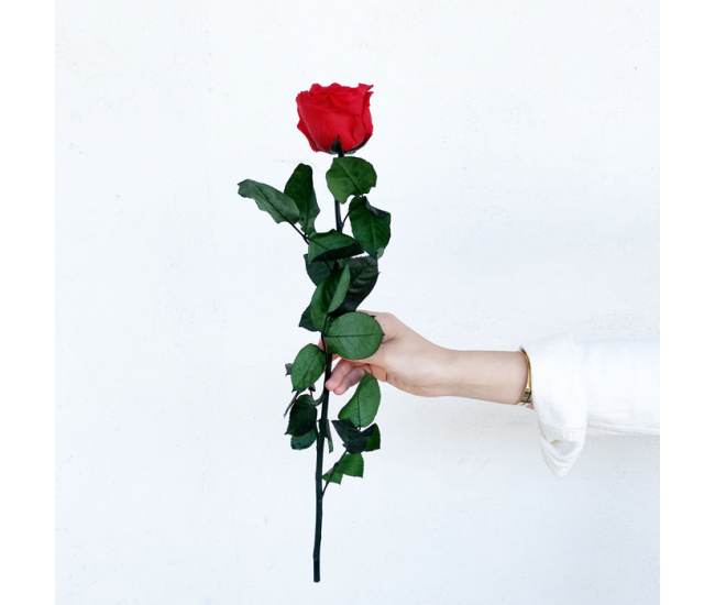Rose éternelle naturelle rouge - Livraison rose stabilisée 24h