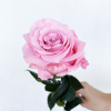 Rose éternelle rose (unitige)