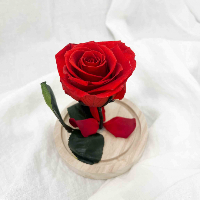 Cloche Belle - Rose rouge sous cloche spéciale Saint-Valentin