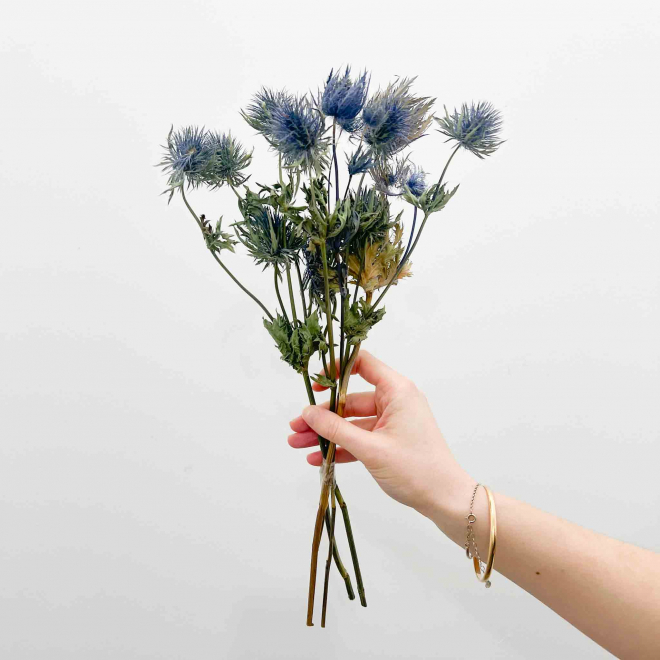 Chardon séché bleu - Fleur au style champêtre pour vos DIY