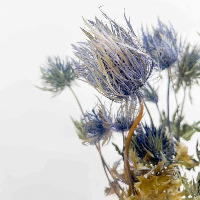 Chardon séché bleu - Fleur au style champêtre pour vos DIY