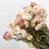 Hélichrysum séché rose tendre