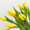 Tulipe jaune (10 tiges)