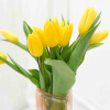 Tulipe jaune (10 tiges)