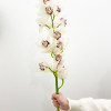 Orchidée Cymbidium Blanc (grande branche)