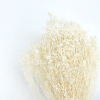 Broom Bloom séché blanc (env 100gr.)