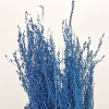 Stargrass séché bleu (env 80gr.)