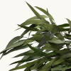 Eucalyptus Nicoli stabilisé vert (env 150gr.)
