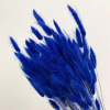 Lagurus séché bleu foncé (env 100gr.)